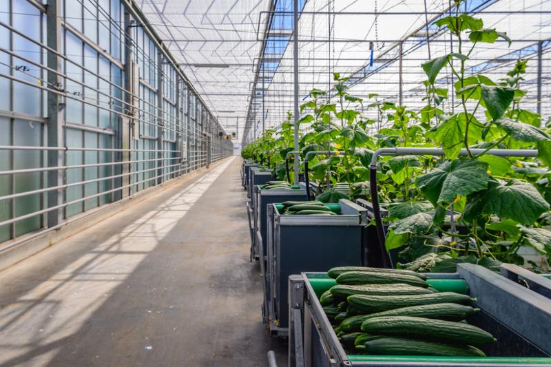 Ceny szklarni na rynku