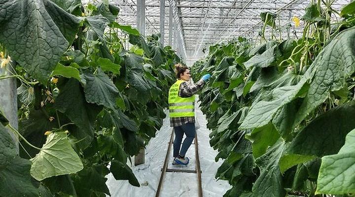 Materiały do budowy szklarni