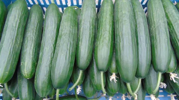 Ile naprawdę kosztuje budowa szklarni? Ceny, materiały i praktyczne porady na start